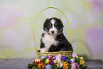 Miniature Australian Shepherd Puppy