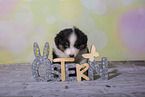 Miniature Australian Shepherd Puppy