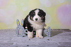 Miniature Australian Shepherd Puppy