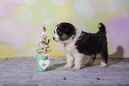 Miniature Australian Shepherd Puppy
