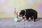 Miniature Australian Shepherd Puppy