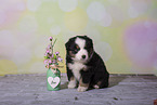 Miniature Australian Shepherd Puppy