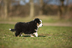 Miniature Australian Shepherd puppy