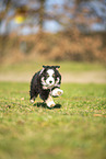 Miniature Australian Shepherd puppy