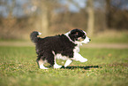 Miniature Australian Shepherd puppy