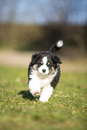 Miniature Australian Shepherd puppy