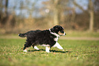 Miniature Australian Shepherd puppy