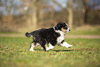 Miniature Australian Shepherd puppy