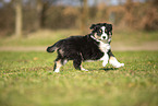 Miniature Australian Shepherd puppy