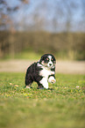 Miniature Australian Shepherd puppy