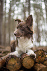 Miniature Australian Shepherd