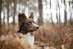 Miniature Australian Shepherd