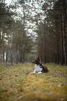 Miniature Australian Shepherd
