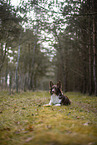 Miniature Australian Shepherd