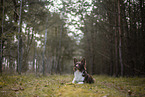Miniature Australian Shepherd