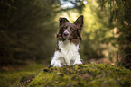 Miniature Australian Shepherd