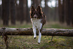 Miniature Australian Shepherd