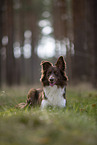 Miniature Australian Shepherd