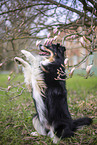 Miniature Australian Shepherd