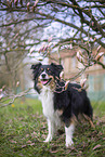 Miniature Australian Shepherd
