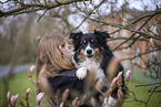 Miniature Australian Shepherd