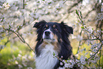 Miniature Australian Shepherd
