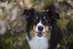 Miniature Australian Shepherd