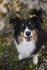 Miniature Australian Shepherd