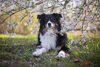 Miniature Australian Shepherd