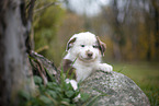 Miniature Australian Shepherd puppy