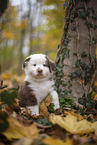 Miniature Australian Shepherd puppy