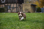 Miniature Australian Shepherd puppy