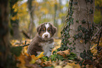 Miniature Australian Shepherd puppy