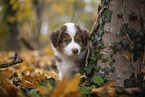 Miniature Australian Shepherd puppy