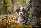 Miniature Australian Shepherd puppy