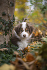 Miniature Australian Shepherd puppy