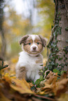 Miniature Australian Shepherd puppy