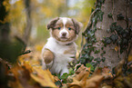 Miniature Australian Shepherd puppy