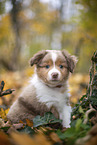 Miniature Australian Shepherd puppy