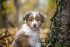 Miniature Australian Shepherd puppy