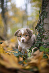 Miniature Australian Shepherd puppy