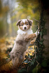 Miniature Australian Shepherd puppy