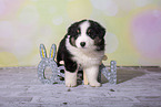 Miniature Australian Shepherd Puppy