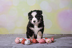 Miniature Australian Shepherd Puppy