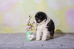 Miniature Australian Shepherd Puppy