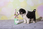 Miniature Australian Shepherd Puppy