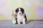 Miniature Australian Shepherd Puppy