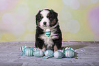 Miniature Australian Shepherd Puppy