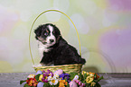Miniature Australian Shepherd Puppy