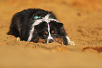 Miniature Australian Shepherd